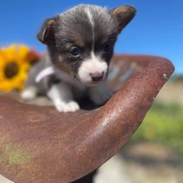 Pembroke Welsh Corgi Puppies from Top-Notch Paws