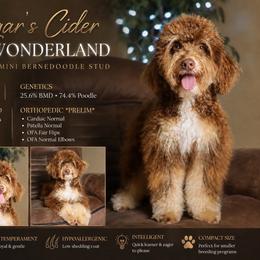 Cider - Bernedoodle