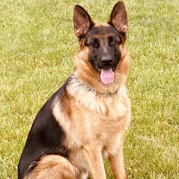 Arocka - German Shepherd