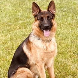 Arocka - German Shepherd