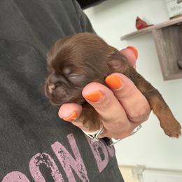 Macchiato - Liver male Shih Tzu puppy in Connersville, Indiana from Sugar and Spice Shihtzus