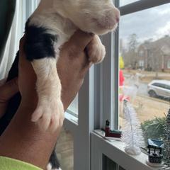 Mufasa - Black and white Assorted Doodle Crosses puppy in Powder Springs, Georgia from Everyone Loves Doodlez