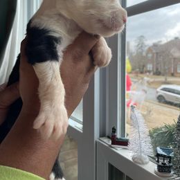 Mufasa - Black and white Assorted Doodle Crosses puppy in Powder Springs, Georgia from Everyone Loves Doodlez