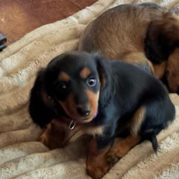 Maggie - Black and tan female Dachshund puppy in Hobart, Indiana from Cogsworth Cromwell Dachshunds of NW Indiana and SW Michigan