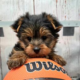 Boomer - Blue and gold male Yorkshire Terrier puppy in Monticello, Iowa from Ashley’s Puppies