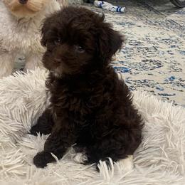 Cinnamon - Brown and white female Aussiedoodle puppy in Knoxville, Tennessee from Legacy Farm