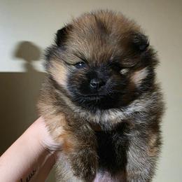 Annabelle - Orange sable female Pomeranian puppy in Santa Ana, California from Legacy Pomeranian of Orange County