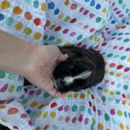 Boxer Puppies from Pawsitively Amazing Boxers LLC
