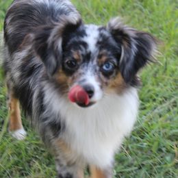Miniature Australian Shepherds and Toy Australian Shepherds from T Bar T Aussies