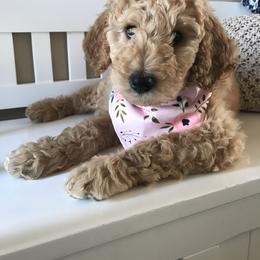 Goldendoodle Puppies from M&M’s Doodles