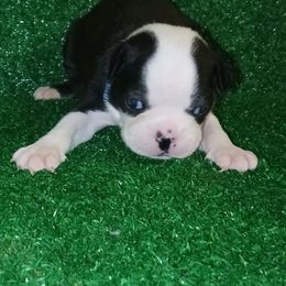 Blue Ribbon Female - Black and white female Boston Terrier puppy in Cedar Hill, Texas from Baldwins Boston Terriers