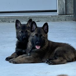 German Shepherd Puppies from 7OaksK9