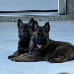 German Shepherd Puppies from 7OaksK9