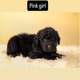 Pink Girl - Black female Goldendoodle puppy in Houston, Texas from Bay Area Doodles