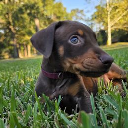 Maroon collar red male - Red and rust male Doberman Pinscher puppy in Houston, Texas from Draggin Dobermans & Great Danes