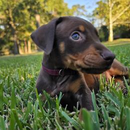 Maroon collar red male - Red and rust male Doberman Pinscher puppy in Houston, Texas from Draggin Dobermans & Great Danes