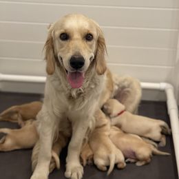 Golden Retriever Puppies from Upper Park Goldens