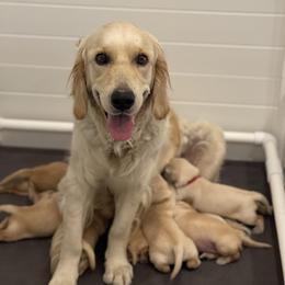 Golden Retriever Puppies from Upper Park Goldens