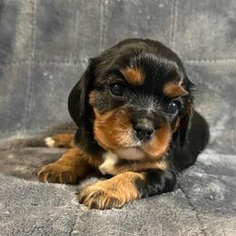 Sassi - Black and tan female Cavalier King Charles Spaniel puppy in Fairmount, Indiana from Dream Maker Cavaliers