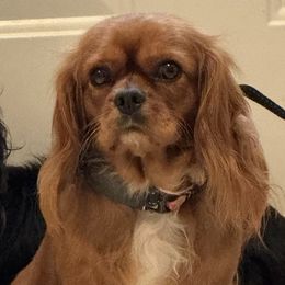 Natasha - Cavalier King Charles Spaniel