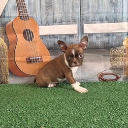 Petey - Seal and white male Boston Terrier puppy in Olanta, South Carolina from Julie's IHeart Boston Terrier's