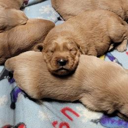 Golden Retriever Puppies from DeClercks Goldens