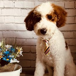 Skip - Parti male Goldendoodle puppy in Three Forks, Montana from 406Doodles