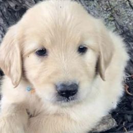 Goldendoodles from Hope Daisy Doodles