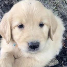 Goldendoodles from Hope Daisy Doodles