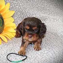 Dreamcatcher Green - Chocolate female Cavalier King Charles Spaniel puppy in Gulfport, Mississippi from Gulf Coast Cavaliers