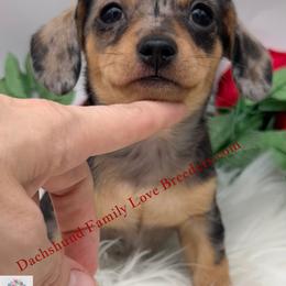 Archy - Black and tan male Companion Cross puppy in Prescott, Arizona from Dachshund Family Love Breeders