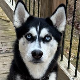 Siberian Huskies from Appalachian Siberians LLC
