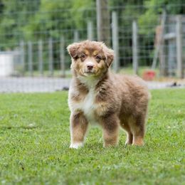 Australian Shepherd Puppies from Newcastle Apiary & Aussies