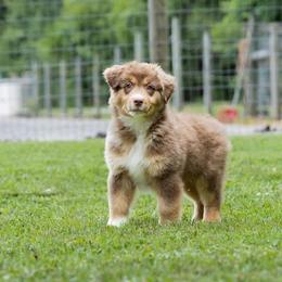 Australian Shepherd Puppies from Newcastle Apiary & Aussies