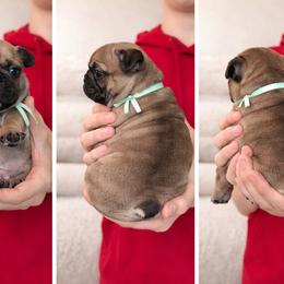 Pistachio - Fawn male French Bulldog puppy in Tenino, Washington from Barkumentary Bulldogs (frenchie breeder)