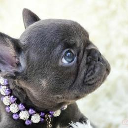 French Bulldog and Pekingese Puppies from SFLK