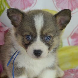 Cinderella - Blue female Pembroke Welsh Corgi puppy in San Diego ,Ca, California from SoCal Native Corgis
