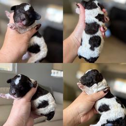 Hollis - Brown and white male Cockapoo puppy in Lafayette, Louisiana from Kinkade Kennels