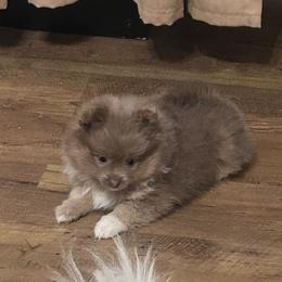 Chrissy (Three's Company) - Cream sable parti female Pomeranian puppy in Plano, Texas from Madison Park Poms