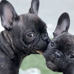 French Bulldogs from Lara Cooke