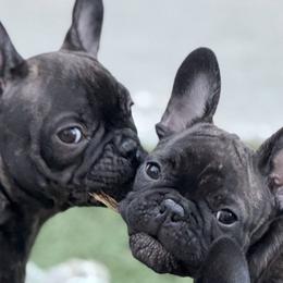 French Bulldogs from Lara Cooke