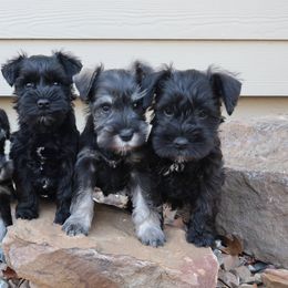 Miniature Schnauzers from Midnight Schnauzers