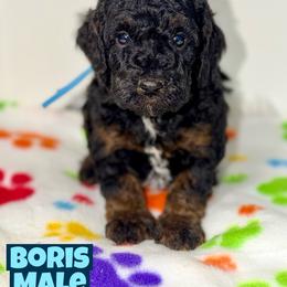 Boris - Tri-color male Bernedoodle puppy in Beecher, Illinois from Erica’s Doodles