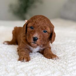 Hazel - Red  female Goldendoodle puppy in Southeast Arcadia, Florida from Desoto Doodles