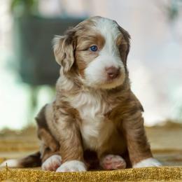 Ben - male Australian Mountain Doodle puppy in Cortez, Colorado from Sassy Pants Pups