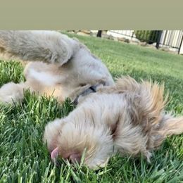 Aussiedoodle All Grown Up from Aspen Mountain Doodles LLC