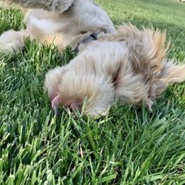 Aussiedoodle All Grown Up from Aspen Mountain Doodles LLC