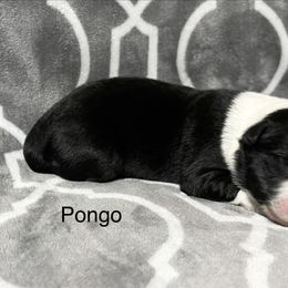 Pongo - Black and white male Border Collie puppy in Crawfordsville, Indiana from Rescued Dreams Border Collies