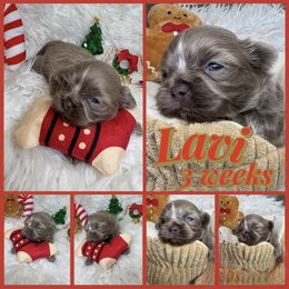 Lavi - Lilac male Shih Tzu puppy in Coolidge, Arizona from Shih Tzu’s  ‘N’ Love