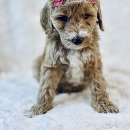 Goldendoodle Puppies from Castillo Family Farm